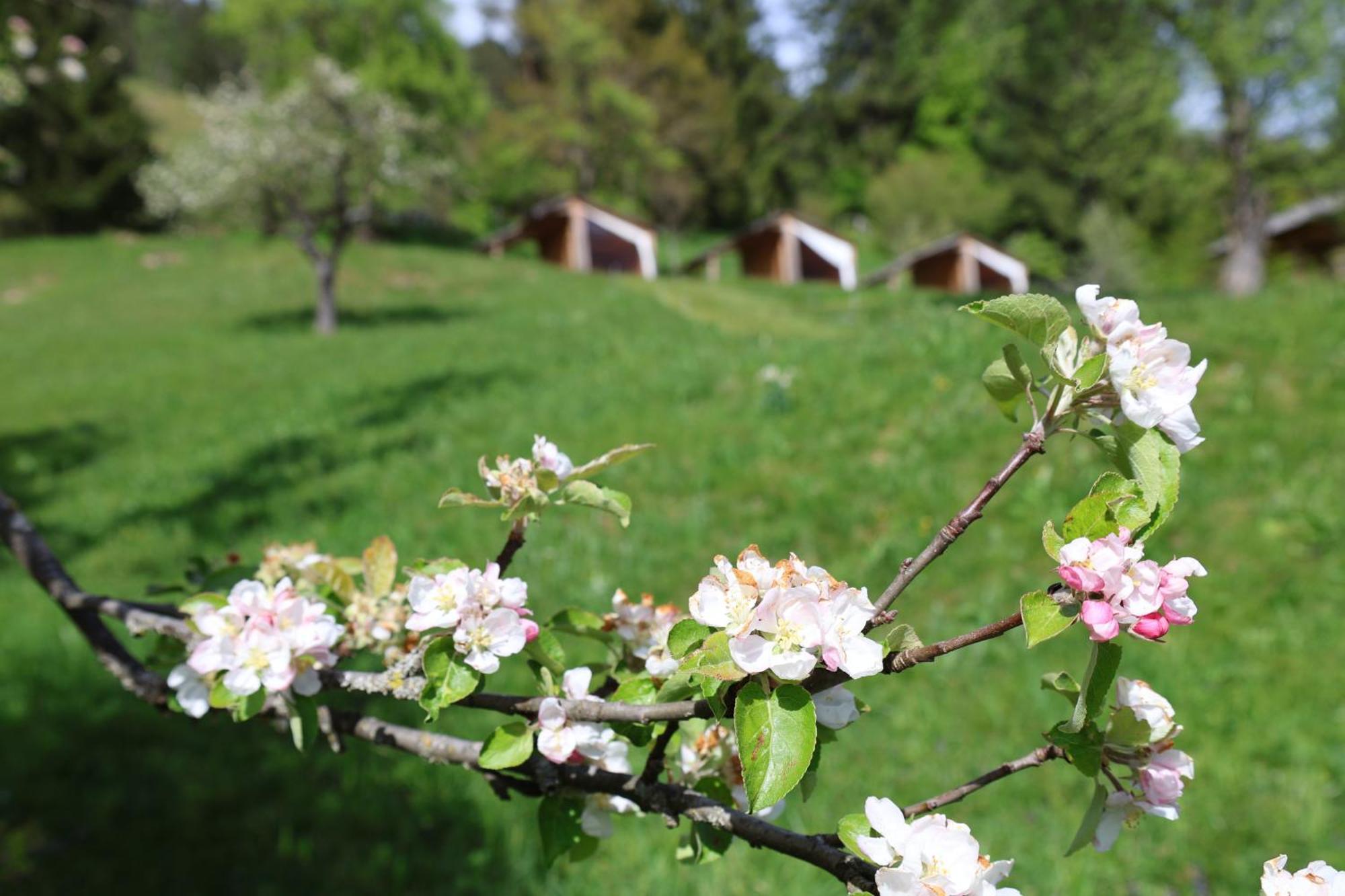 Mountain View Glamping Villa Dovje Eksteriør bilde